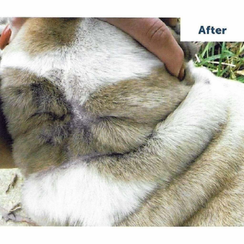 Vetericyn VF Plus Antimicrobial Wound & Skin Cleanser For Pets