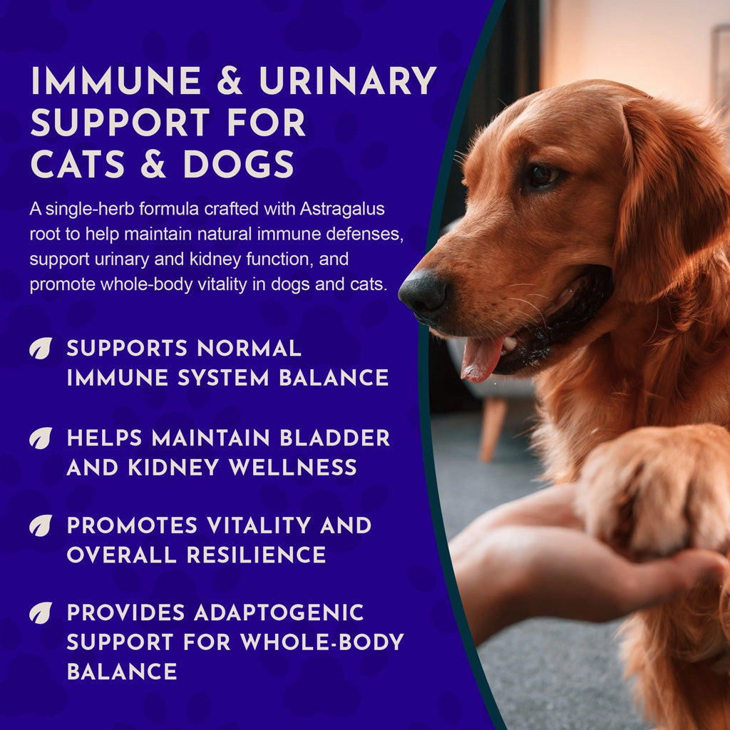 Animal Essentials Herbal Tonic Astragalus Supports Immune & Kidney Function for Dogs & Cats - Dog Supplements &