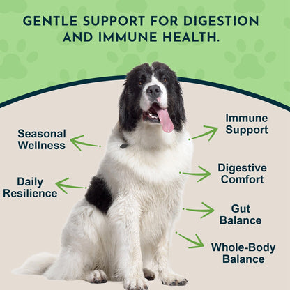 Animal Essentials Herbal Tonic Olive Leaf Promotes Resistance to Pathogens for Dogs & Cats - Dog Supplements & Vitamins