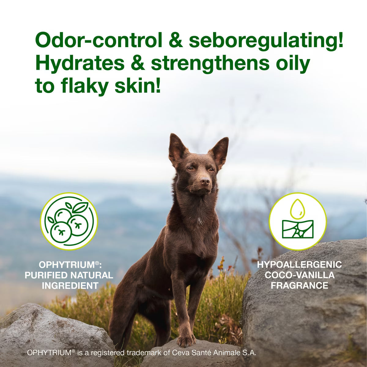 Douxo S3 SEB Odor-Control Seboregulating Dog & Cat Shampoo - Medicated Shampoos & Sprays 4