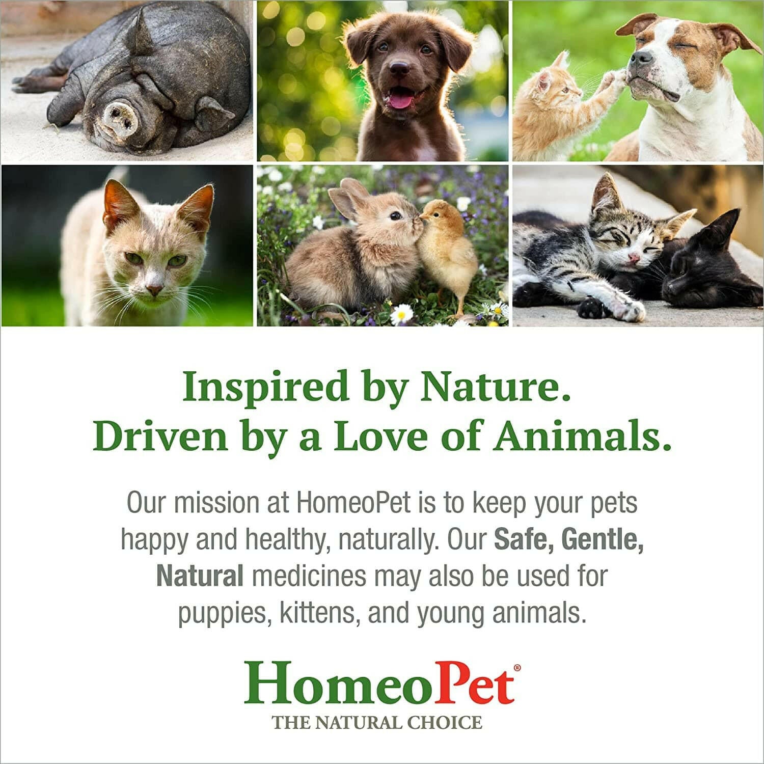 HomeoPet Joint Stress (15 ml) - Dog Supplements & Vitamins 7