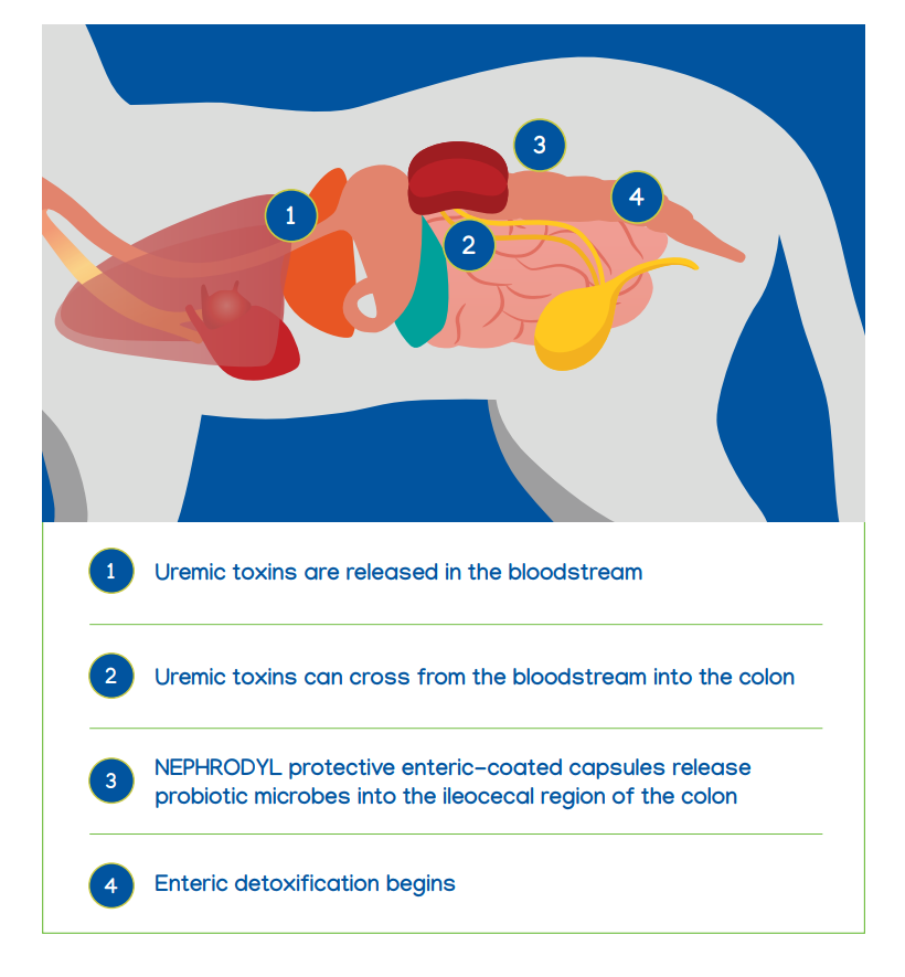 this proprietary probiotic blend begins enteric detoxification in your pet's body