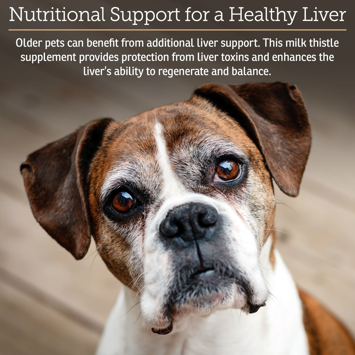Rx Vitamins Hepato Liquid Liver Supplement for Dogs & Cat -Chicken Flavor (4 oz) - Dog & Cat Supplements & Vitamins 2