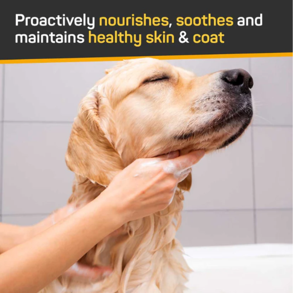 Silver Honey Skin & Coat Care Shampoo with Odor Neutralizer for Dogs & Cats (16 oz) - Shampoos & Conditioners 2