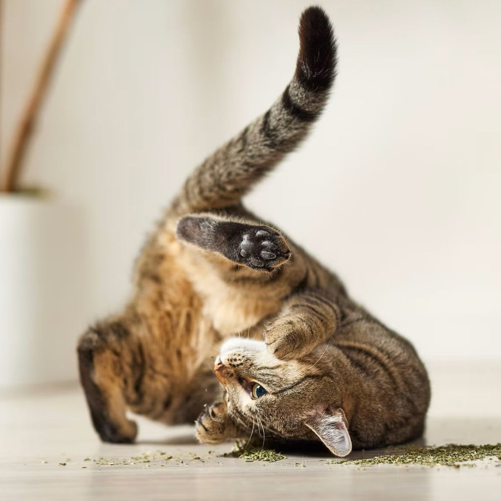 Yeowww! Organic Catnip For Cat Toys, 1-ounce